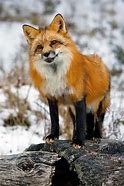 Image result for Smiling Red Fox Animal