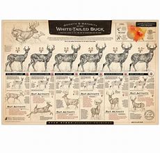 Image result for Aging White-Tailed Deer