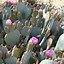 Image result for Arizona Desert Blooming Cactus