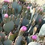 Image result for Red Tall Cactus
