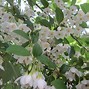 Image result for Styrax japonica
