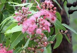 Image result for Corymbia Lipstick Rose