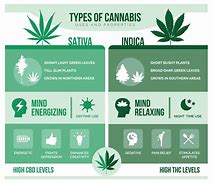 Image result for Indica vs Sativa for Euphoria