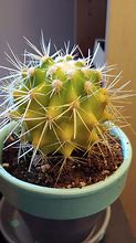 Image result for Vining Cactus