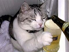 Image result for Alcohol Cat Memes