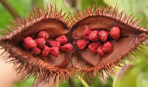 Image result for achiote