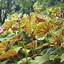 Image result for Begonia grandis evansianaAlba