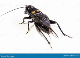 Image result for Large Black Cricket