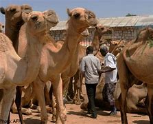 Image result for Camel Food and Shelter