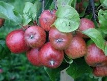 Image result for Red Apple