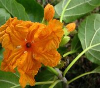 Image result for Cordia Plant