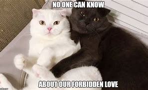 Image result for Funny Black and White Cat Memes