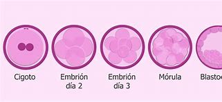 Image result for embrionario