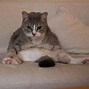 Image result for Corporate Fat Cat