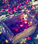 Image result for Apple Orchhad Boxes