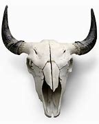 Image result for Buffalo Horns No Skull