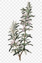 Image result for Rosemary Gold Color