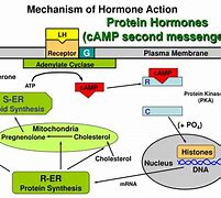 Image result for Hormone Action Mechanism