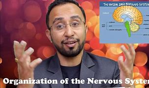 Image result for Neuroanatomy of Learning and Memory