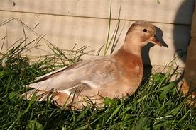 Image result for Pastel Call Duck