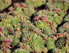 Image result for Sempervivum Silberkarneol