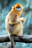 Image result for Golden Snub Monkey