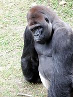 Image result for Big Ape