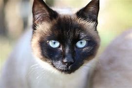 Image result for Siamese Cat Head