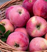 Image result for Different Apple Varieties