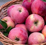 Image result for Summer Apple Varieties