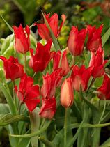 Image result for Tulipa Fusilier