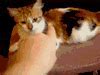 Image result for Funny Cat Wallpaper for Computer Desktop