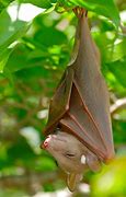 Image result for Large Fruit Bat