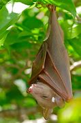 Image result for Fruit Bat On Ground