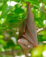 Image result for Fruit Bat Photos