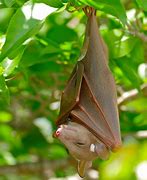 Image result for African Buttikofer Epaulatted Fruit Bat