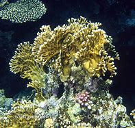 Image result for Koral Polidore