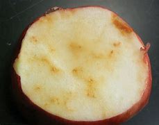 Image result for "apple-maggot"