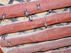 Image result for Bat Bugs Treatment