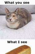 Image result for Cat Bread Loaf Meme