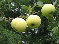 Image result for June Apple Tree