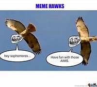 Image result for Funny Hawk Memes
