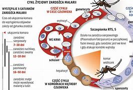 Image result for co_to_znaczy_zarodziec_malaryczny