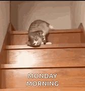 Image result for Monday Cat Meme GIF