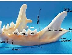 Image result for Cat Jaw Bone