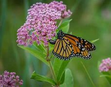 Image result for Nectar Plants