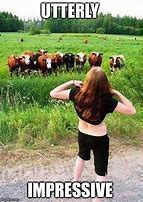 Image result for Inappropriate Cow Meme