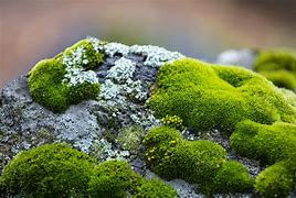 Image result for White Moss On Rocks