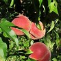 Image result for Prunus persica Avalon Pride