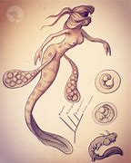 Image result for Mermaid Evolution